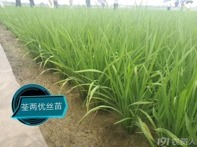 荃优丝苗哪种包装好