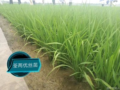 荃优丝苗哪种包装好