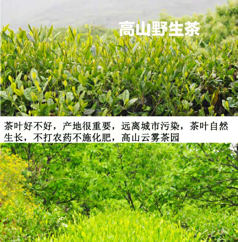 打好包装绿茶图片