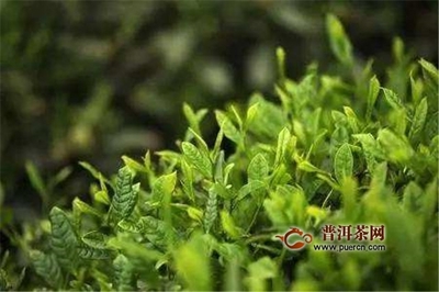 茶叶包装有限公司