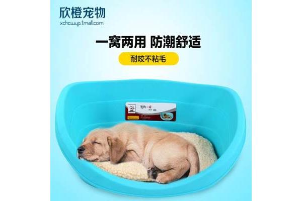 泰迪吃塑料包装