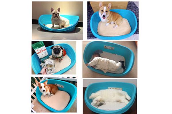 泰迪吃塑料包装