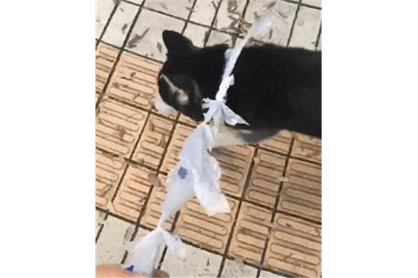 泰迪吃塑料包装