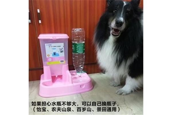 泰迪吃塑料包装