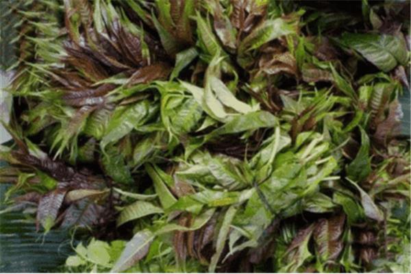 昆明包装龙爪菜