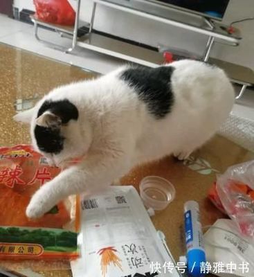 辣条包装是猫的