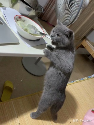 辣条包装是猫的