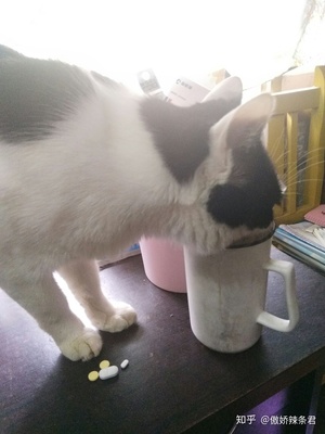 辣条包装是猫的