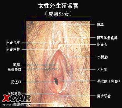 男人的pp