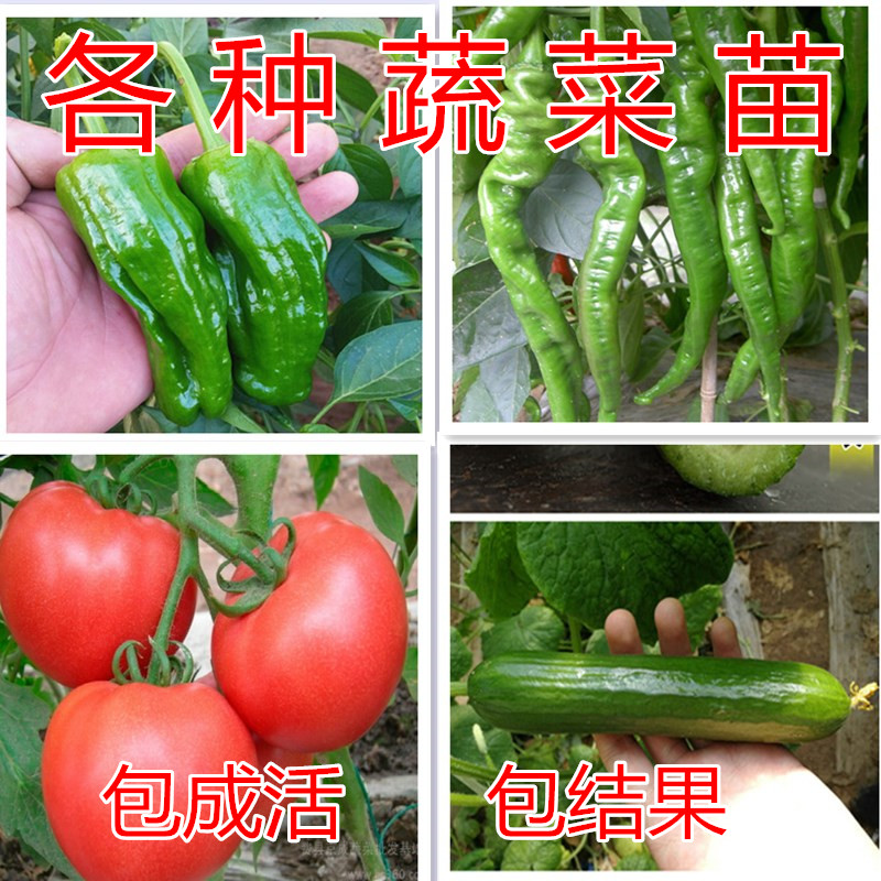 快递西红柿苗怎么包装