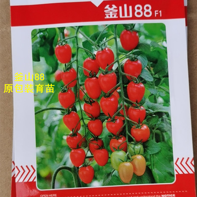 快递西红柿苗怎么包装