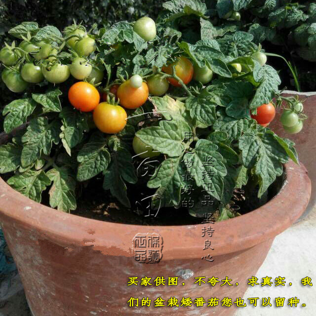快递西红柿苗怎么包装