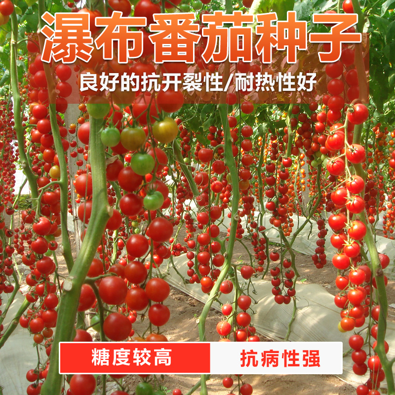 快递西红柿苗怎么包装