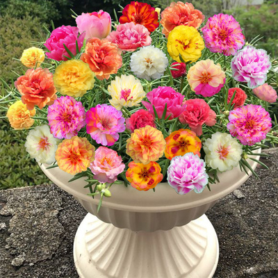 pp花种子怎么种