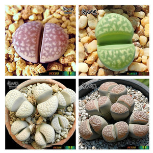 pp花种子怎么种