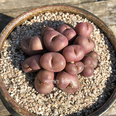 pp花种子怎么种