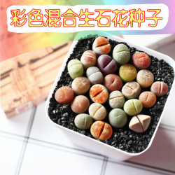 pp花种子怎么种