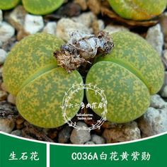 pp花种子怎么种
