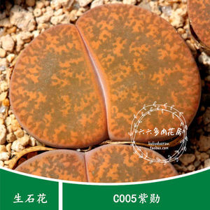 pp花种子怎么种