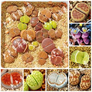 pp花种子怎么种