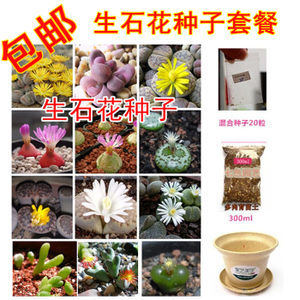 pp花种子怎么种