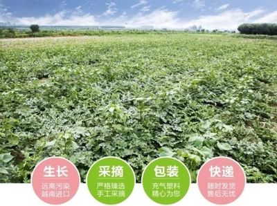 越南西瓜包装