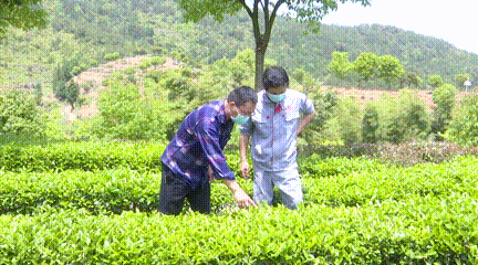 福州茶叶包装员招聘信息