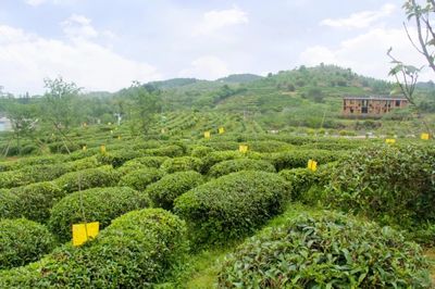 福州茶叶包装员招聘信息