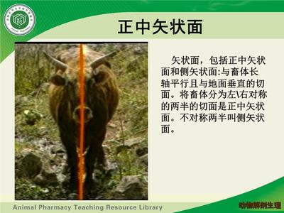 动物广告设计术语
