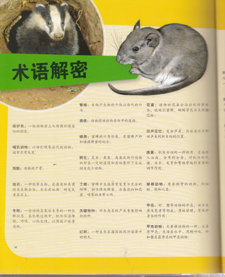 动物广告设计术语