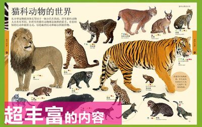 动物广告设计术语