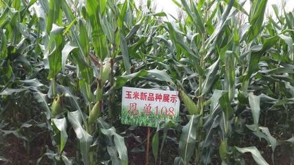 阜南县西伟广告设计部